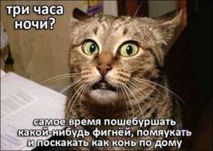 Котомания фото с прикольными надписями